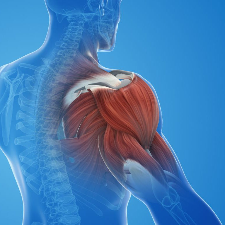 Muscle Recovery